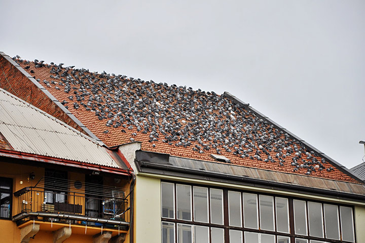 A2B Pest Control are able to install spikes to deter birds from roofs in Gants Hill. 