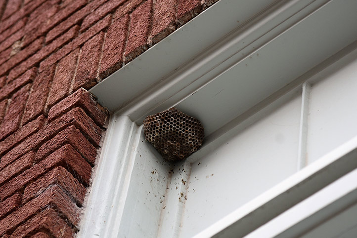 We provide a wasp nest removal service for domestic and commercial properties in Gants Hill.